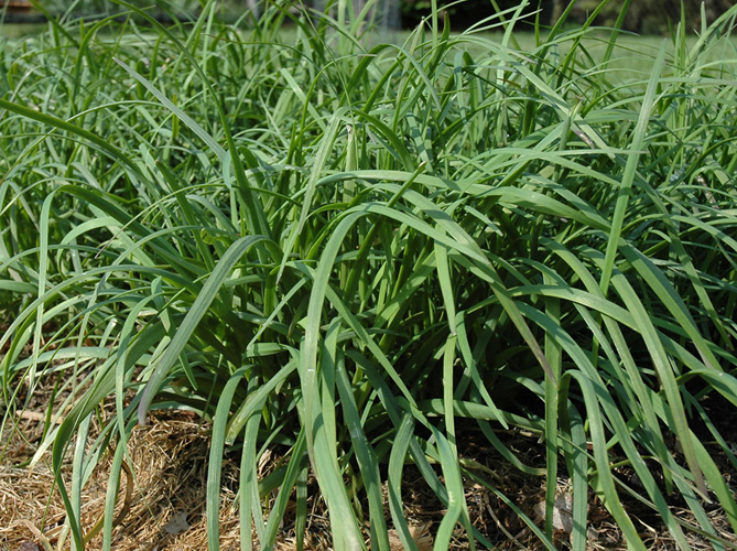 Allium tuberosum - Pazitka cesnakova - Cinska trava