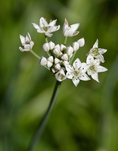 Allium tuberosum - flower
