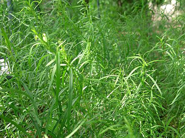 Palina dračia - Francúzsky estragón (Artemisia dracunculus L.)