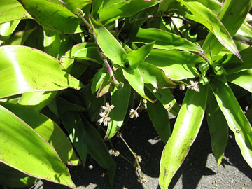 Kalísia voňavá (Callisia fragrans)