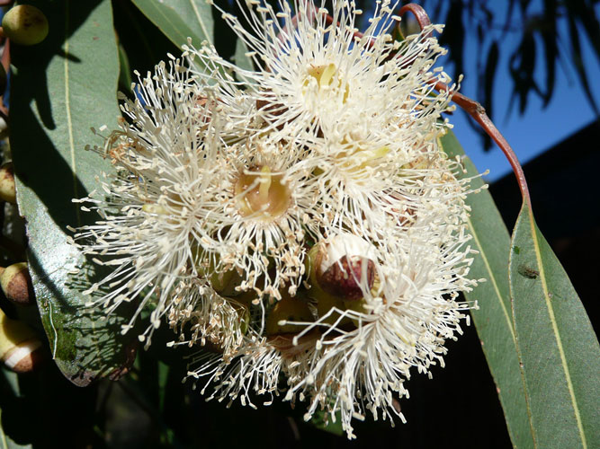 Corymbia citriodora - eucalyptus
