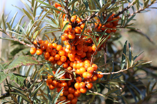 Hippophae rhamnoides -fruit