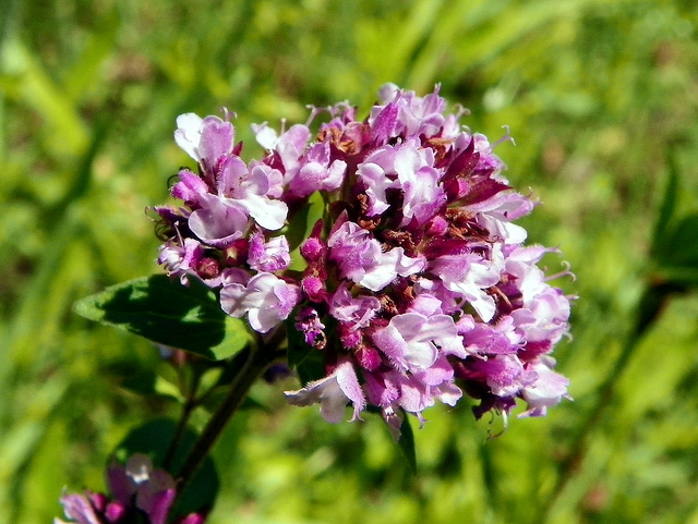 Origanum vulgare - Oregano - kvet