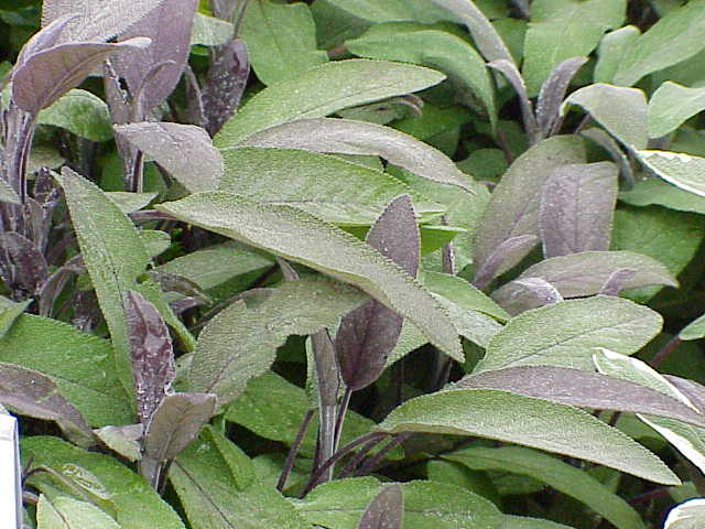 Salvia officinalis var. Purpuracens - Salvia lekarska - Purpurascens