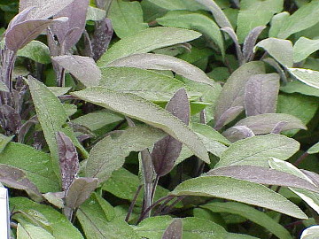 Šalvia lekárska - Purpurascens (Salvia officinalis ,,Purpuras.")