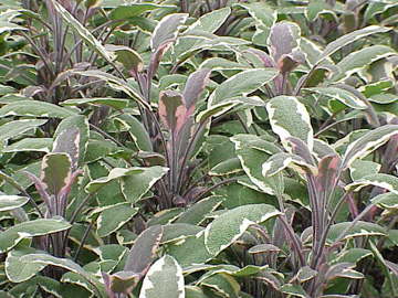 Šalvia lekárska - Tricolor (Salvia officinalis "Tricolor")