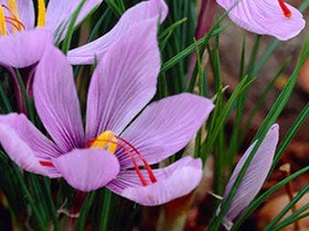 Šafrán siaty - Pravý šafrán (Crocus sativus)