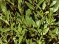 Vavrín pravý - Bobkový list (Laurus nobilis)