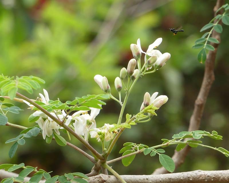 Moringa olejodarná (Moringa oleifera)