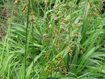 Zubrovka, Zubria tráva (Hierochloe odorata L.)